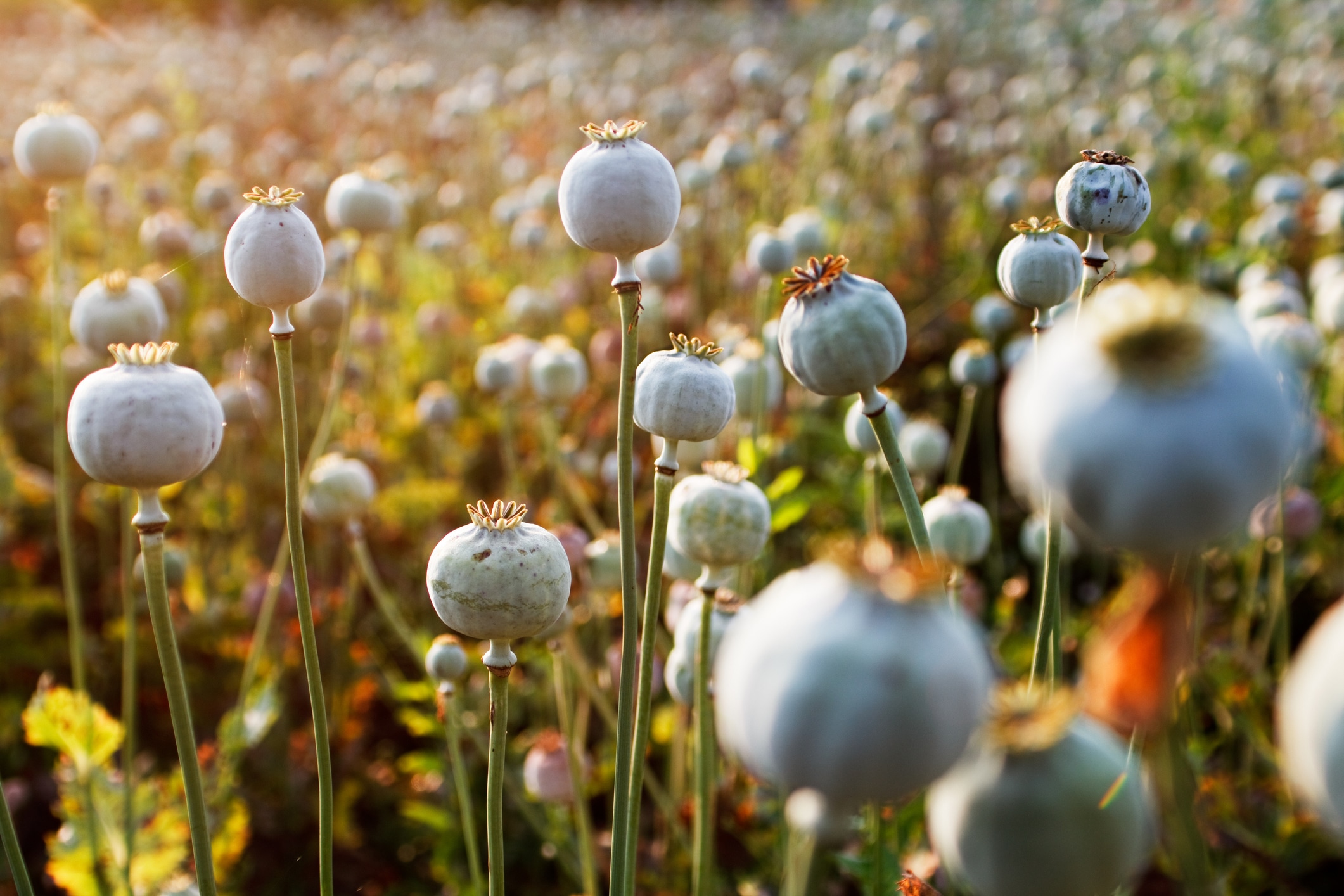 poppy plants 