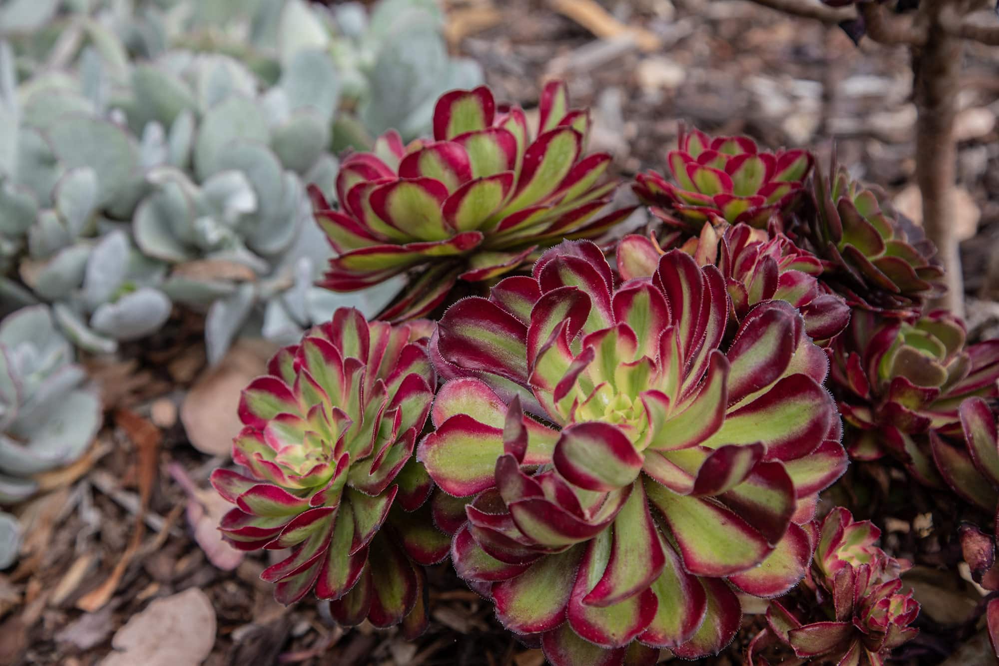 Succulents at The Meadows Malibu